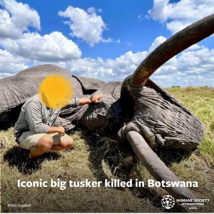 CWitvrouwen's tweet photo. LETTER TO A TROPHY HUNTED ELEPHANT FROM A RANGER :
Hi Elle,
We write this letter to covey our utmost sadness for what we did to you.
We witnessed yr birth with tremendous joy & even gave you a name-Elle. All members of your herd had names. @TrophyXpose
https://t.co/5EhN9bSjIC https://t.co/hnopx4v51e