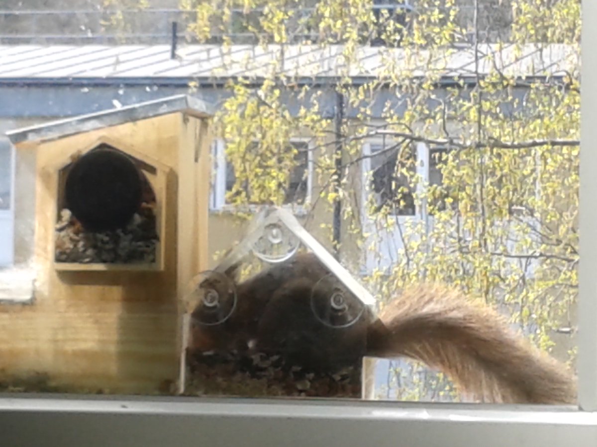 LarssssBe's tweet photo. Squirrels... a case study...
#WindowSquirrels
#SquirrelScrolling https://t.co/1uQ6gDBVWJ