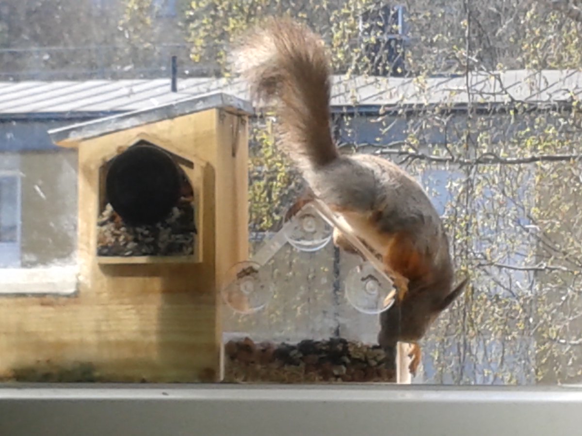 LarssssBe's tweet photo. Squirrels... a case study...
#WindowSquirrels
#SquirrelScrolling https://t.co/1uQ6gDBVWJ