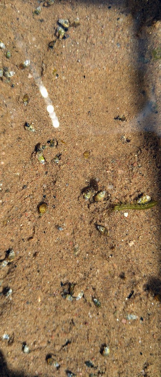 Wonders of the #seashore: what I think are laver mud snails (Hydrobia ulvae?) & 2 species of #isopod (Jaera the small chubby ones & Iotea, the green one). All found at the uppershore/midshore boundary #Cardross #Argyll #Clyde #Biodiversitysurvey #CardrossCAN @nature_scot