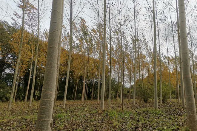 La <a href="/UniversidadeUSC/">USC</a> investiga sobre el uso de chopo para construcción estructural.
#soyforestal #ElasXeranSector #industriaforestalmadeira
buff.ly/3jpm7PB