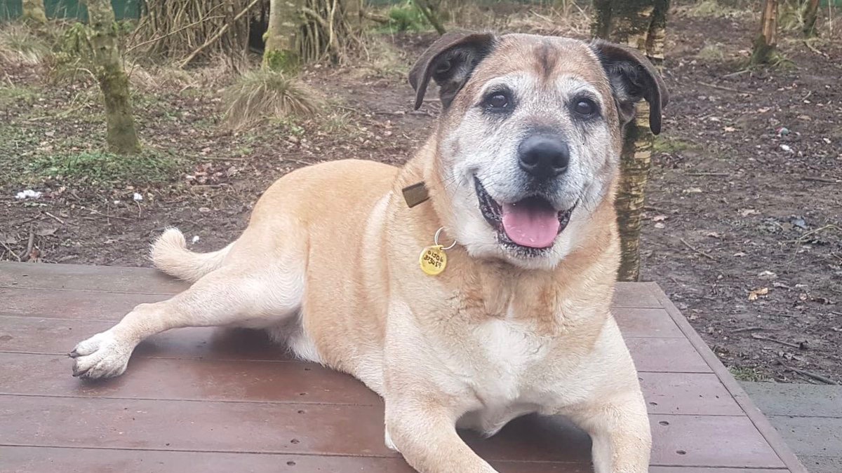 Animal Adoptions UK 🐕‍🦺🐈🐎❤️ tweet media