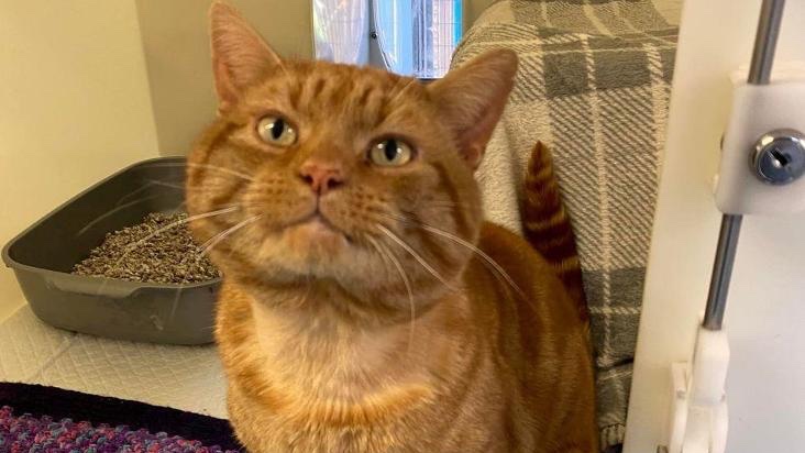 Animal Adoptions UK 🐕‍🦺🐈🐎❤️ tweet media