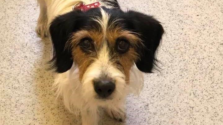 Animal Adoptions UK 🐕‍🦺🐈🐎❤️ tweet media