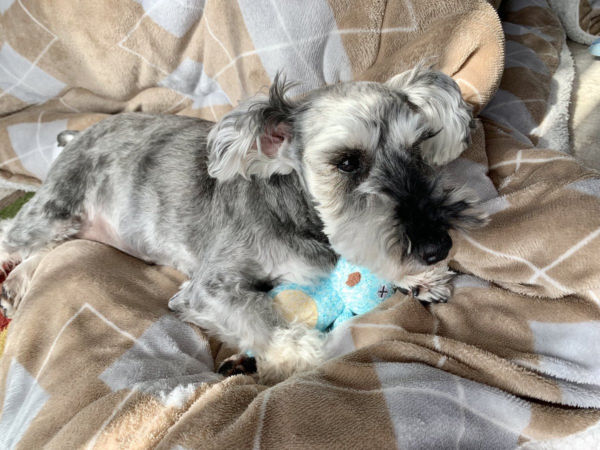 🐶これから狂犬病ワクチンだって。。。