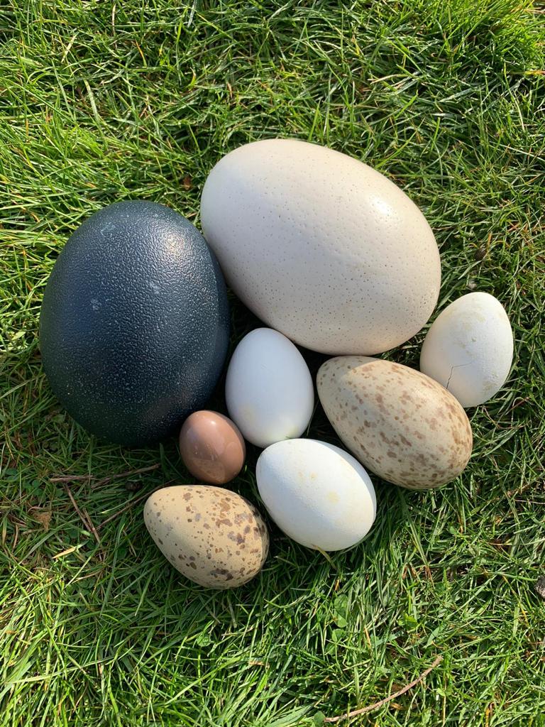 banhamzoo's tweet photo. Happy #WorldPenguinDay! 🐧

Join our education rangers at 12pm today at the underwater viewing area to talk all things #penguin, from pollution to eggs! Brush up on your egg knowledge in advance - do you know which of these eggs is the penguin egg? https://t.co/W6Wr84ZFWu