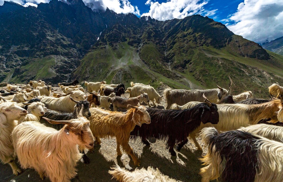 UNDP_India's tweet photo. Protecting ✅
 
🐆Snow leopards
🐑Himalayan blue sheep
🐐Pashmina goats
 
and their habitats for a green &amp; sustainable 🌎.
 
Read more about the #SECUREHimalaya initiative by @moefcc, @thegef &amp; @UNDP 🇮🇳: https://t.co/J9TzDfKgJd. 
 
#ForNature https://t.co/aav04BZGkF