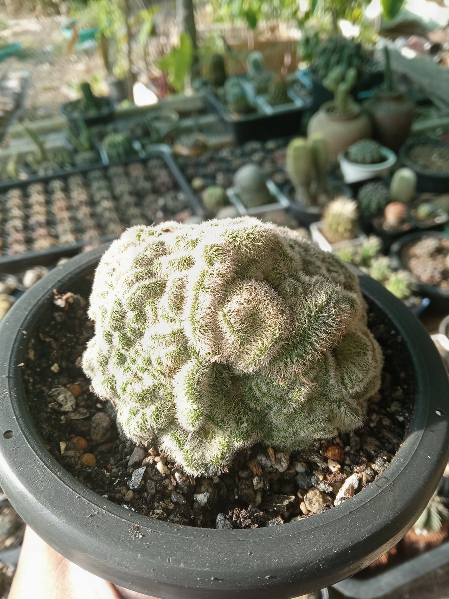 sorworgarden's tweet photo. สมองน้อยๆ #บูมิไอคริสตาต้า #cactus #กระบองเพชร #สวนสอวอการ์เด้น https://t.co/hzQbKZX5BY