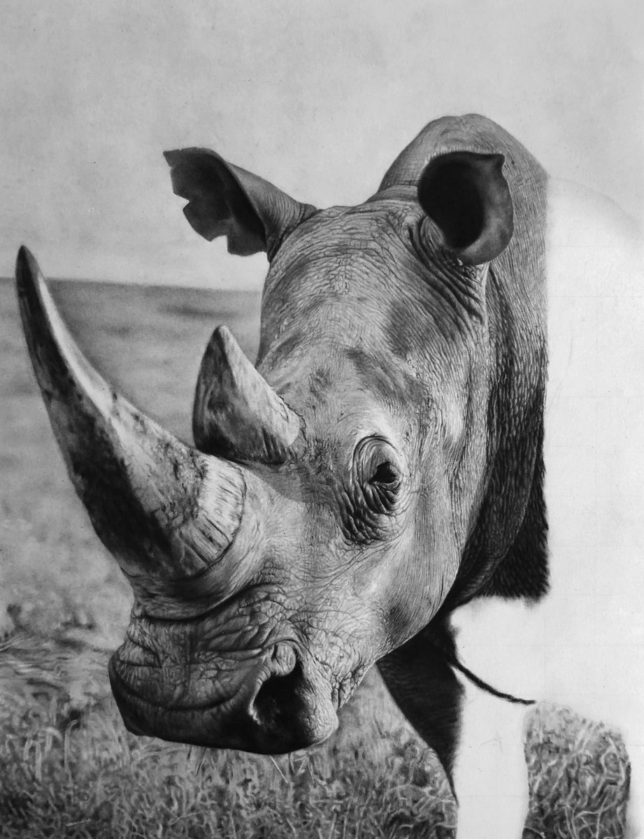 hopemondayart's tweet photo. White rhinoceros 
Charcoal and Graphite drawing on paper 

Please RT 

#drawing #drawingoftheday #rhino #rhinoceros #art #ArtistOnTwitter https://t.co/0hlToXDsFi
