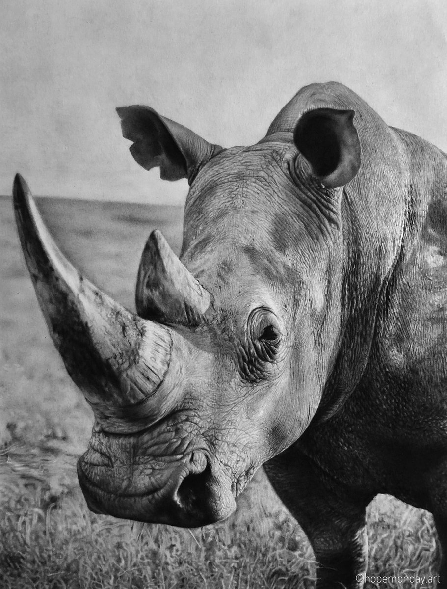 hopemondayart's tweet photo. White rhinoceros 
Charcoal and Graphite drawing on paper 

Please RT 

#drawing #drawingoftheday #rhino #rhinoceros #art #ArtistOnTwitter https://t.co/0hlToXDsFi