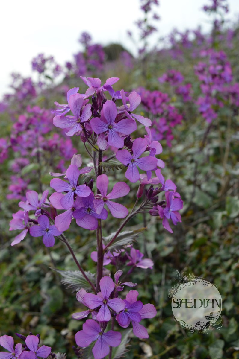 ShopSaedian's tweet photo. Good morning from our patch to yours and Happy Monday. Pick of the day is Lunaria looking pretty in pink and purple shades. #seeds #flowersforpollinators #wildflowers 🌱🌿💚 https://t.co/I6VDhNW4fs