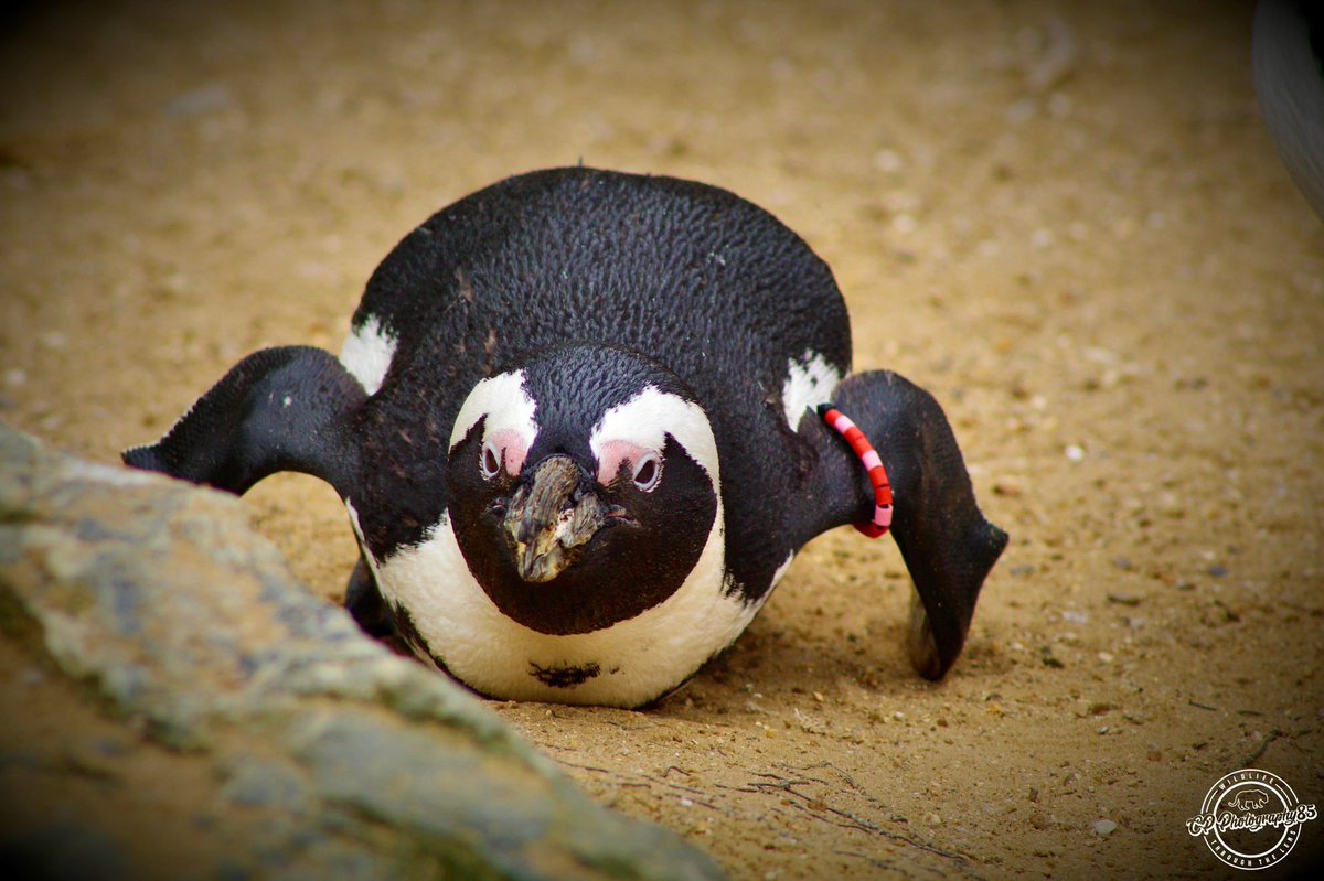 CpPhotography85's tweet photo. Happy #WorldPenguinDay! 🐧

Taken At @banhamzoo 📸

#Penguin #Penguins #BlackFootedPenguin #animalphotograhy #BanhamZoo #norfolk #nature #StormHour #zoophotography #wildlifephotography #WaytoWild

@ThePhotoHour https://t.co/G18Rb4cRm9