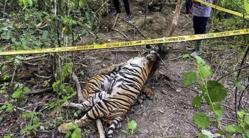 sumatranrangers's tweet photo. Terrible news from Aceh. Three tigers killed in snares. This is why our teams focus on removing these inhumane animal traps on every patrol. 

Reposted from @indoflashlight KABAR DUKA 💔 https://t.co/PFQNWvjpHI