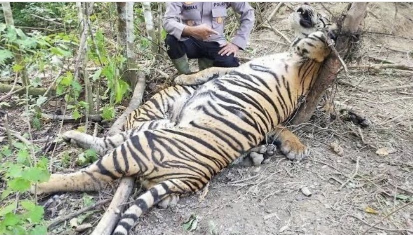 sumatranrangers's tweet photo. Terrible news from Aceh. Three tigers killed in snares. This is why our teams focus on removing these inhumane animal traps on every patrol. 

Reposted from @indoflashlight KABAR DUKA 💔 https://t.co/PFQNWvjpHI