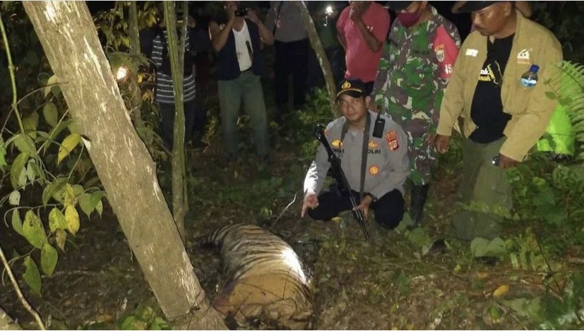 sumatranrangers's tweet photo. Terrible news from Aceh. Three tigers killed in snares. This is why our teams focus on removing these inhumane animal traps on every patrol. 

Reposted from @indoflashlight KABAR DUKA 💔 https://t.co/PFQNWvjpHI
