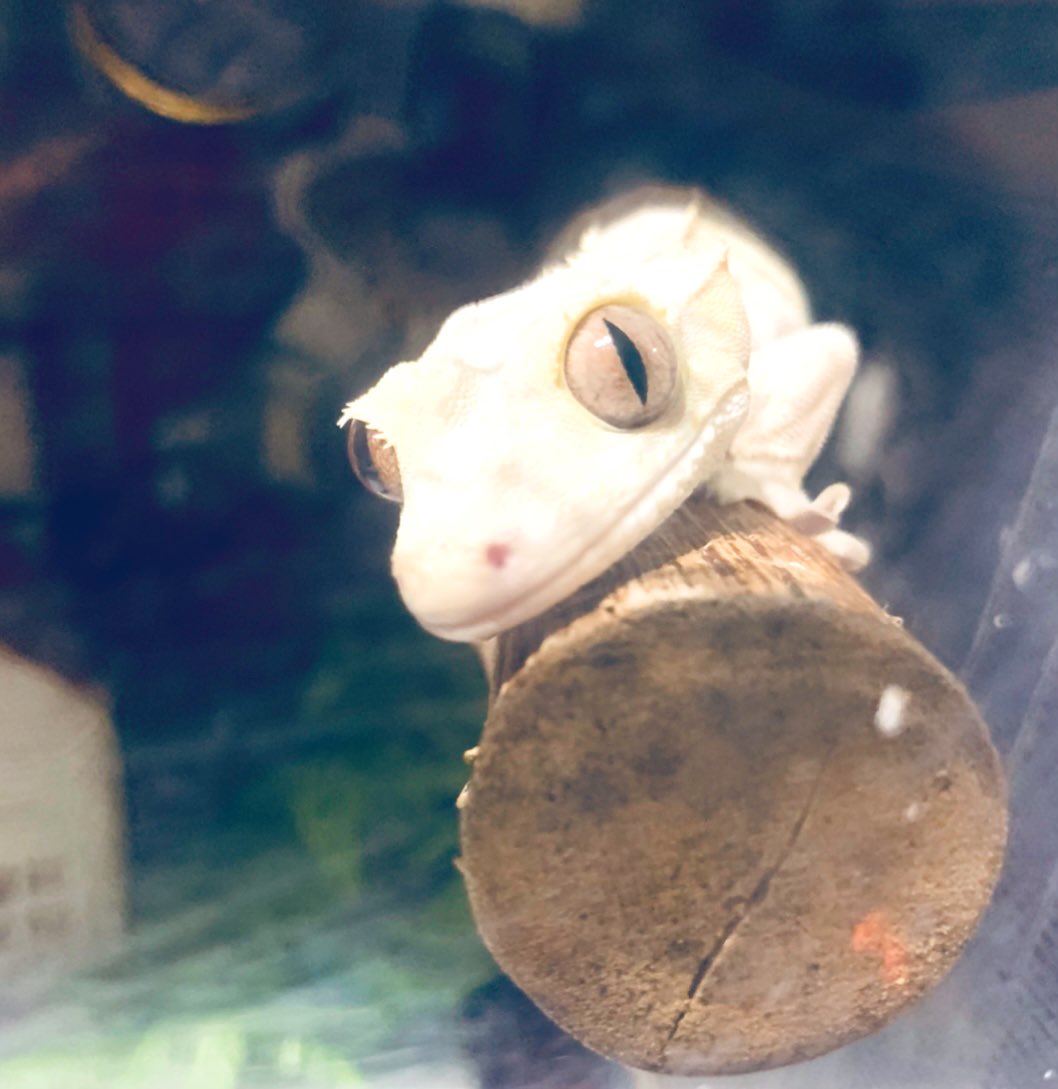 にんげんかんさつ