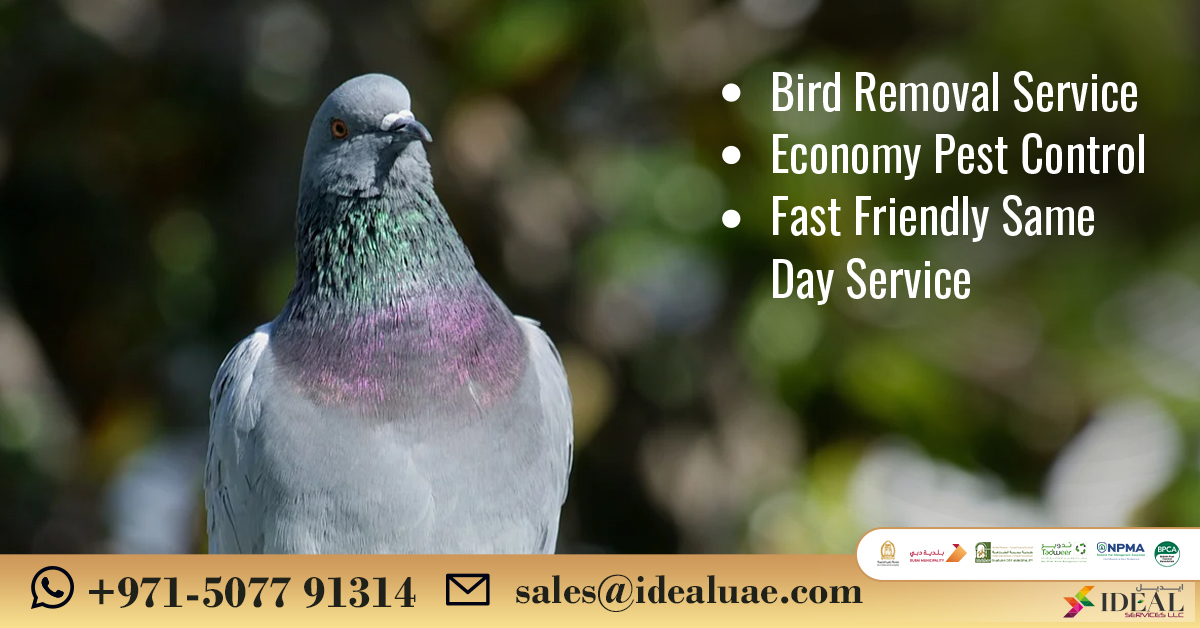 idealPCS_UAE's tweet photo. Birds Control Services specializes in helping residential & commercial properties.
π https://t.co/ibHJSecYgc
π± Contact us on +971-5077 91314
#idealservicesllc #birdscontrol #pigeoncontrol #pestcontrol https://t.co/fJTLQtPXGM