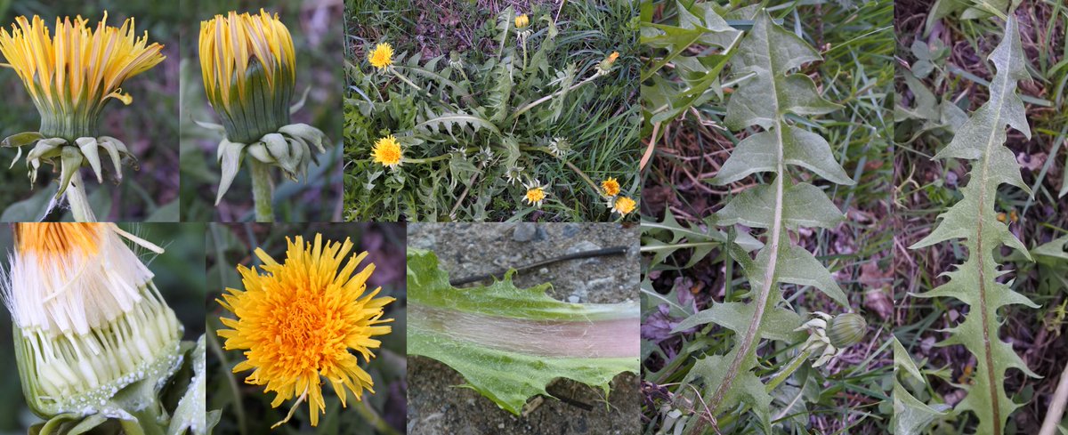 Adrian Bothe (@nairda_b) on Twitter photo I found this dandelion near Munich (Bavaria, Germany), on 18.04.2022.
I believe it could be Taraxacum (sect. Hamata) fusciflorum.
Can someone confirm this or help me with the identification? 😀
#dandelions #taraxacology
<a href="/KarstMeijer/">Stichting Herbarium Frisicum</a> <a href="/BrambleBotanist/">Alex Prendergast</a> <a href="/DandelionAppre1/">Dandelion Appreciation Society</a> I found this dandelion near Munich (Bavaria, Germany), on 18.04.2022.
I believe it could be Taraxacum (sect. Hamata) fusciflorum.
Can someone confirm this or help me with the identification? 😀
#dandelions #taraxacology
<a href="/KarstMeijer/">Stichting Herbarium Frisicum</a> <a href="/BrambleBotanist/">Alex Prendergast</a> <a href="/DandelionAppre1/">Dandelion Appreciation Society</a>