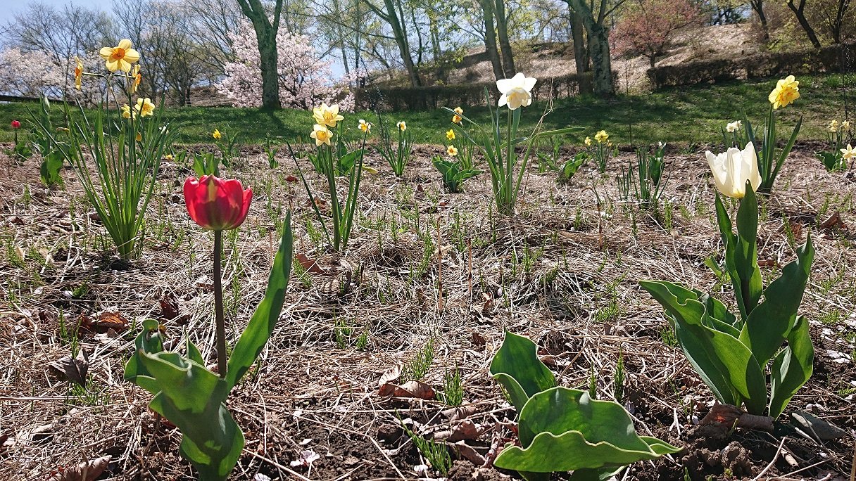 Uzivatel 鳥居平やまびこ公園 Na Twitteru 長野県岡谷市鳥居平やまびこ公園です 植物園のチューリップが咲き始めました 先に咲いていたスイセンの列の間から かわいらしいコントラストを描いています 株数は少ないですが いっしょうけんめい頑張っています G W