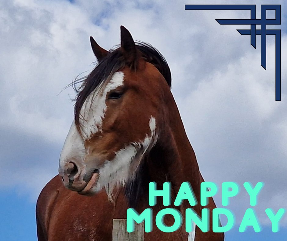 re__animate's tweet photo. Mayflower wishes you all a happy Monday!  #reanimate #BridgeofAllan #stirling #animal #charity #horses https://t.co/7WCEO5EFOX