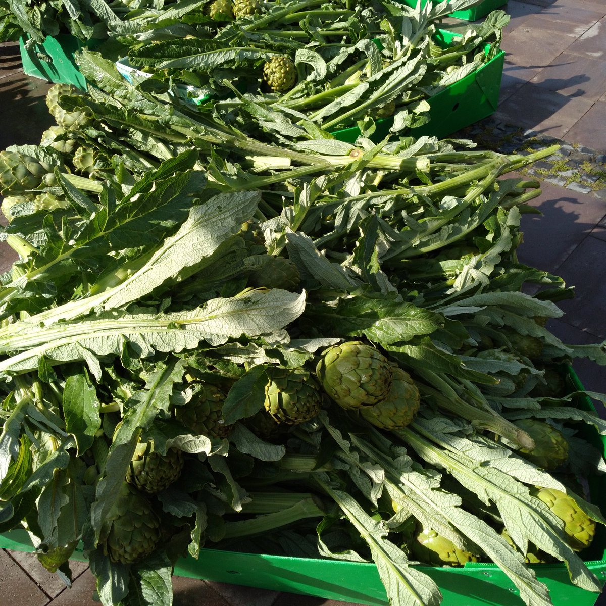 Günaydın hava mis gibi  turunç kokarken  ,#urla  sokakları enginar festivali için hazırlanıyor. 
Urla çok güzel gelsenize...