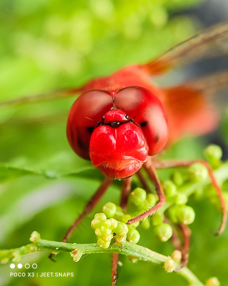 IndiaPOCO's tweet image. The Red Riding Bug!

#ShotOnPOCOX3 by Chiranjit Dey

#ShotOnPOCO #POCOX3 #POCOIndia