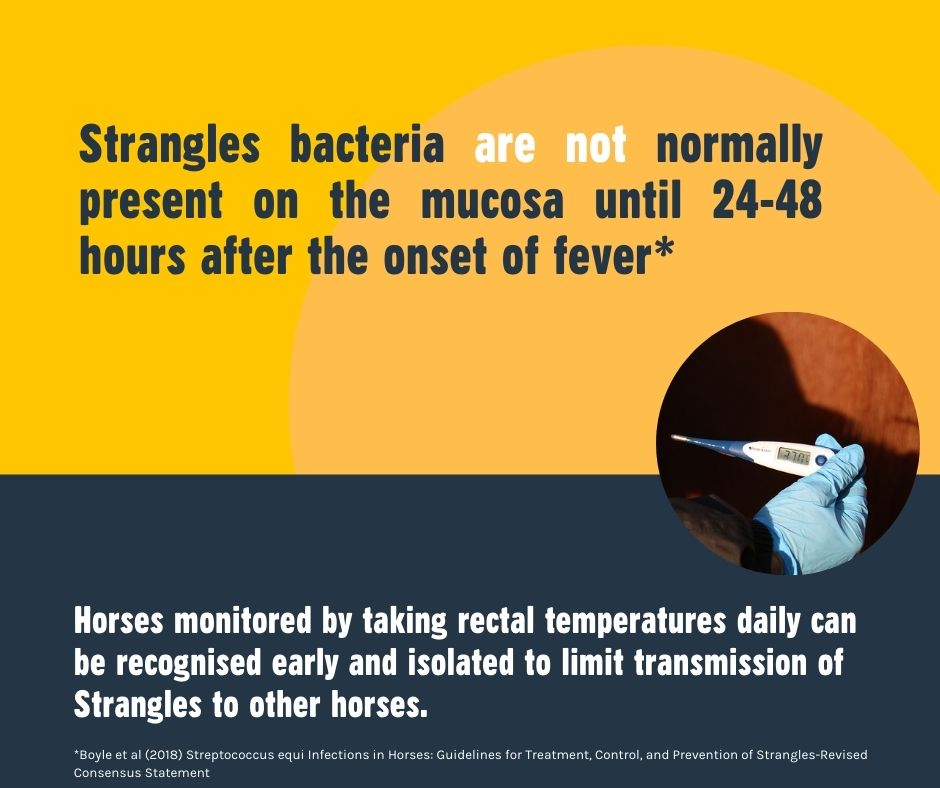 StranglesWeek's tweet image. Do you know your horse's normal resting temperature? Could you spot a sudden rise? Skill up on your horse's health &amp;amp; get to know their normal range by taking the #TempCheckChallenge Record resting temperatures daily during #SAW2022 to know their average redwings.org.uk/tempchecker