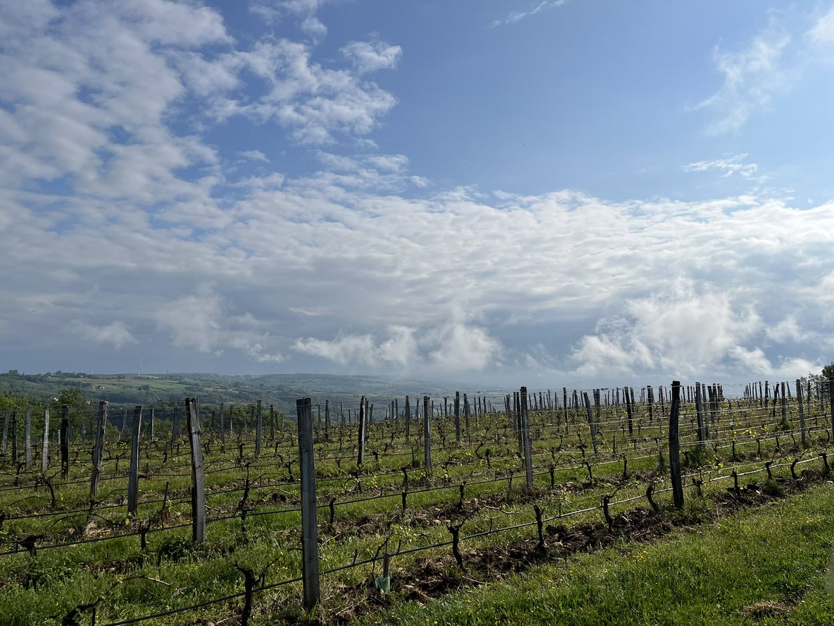 Combe Pilate <a href="/M_Chapoutier/">Maison M. CHAPOUTIER</a> biodynamic vineyard in the Rhône
