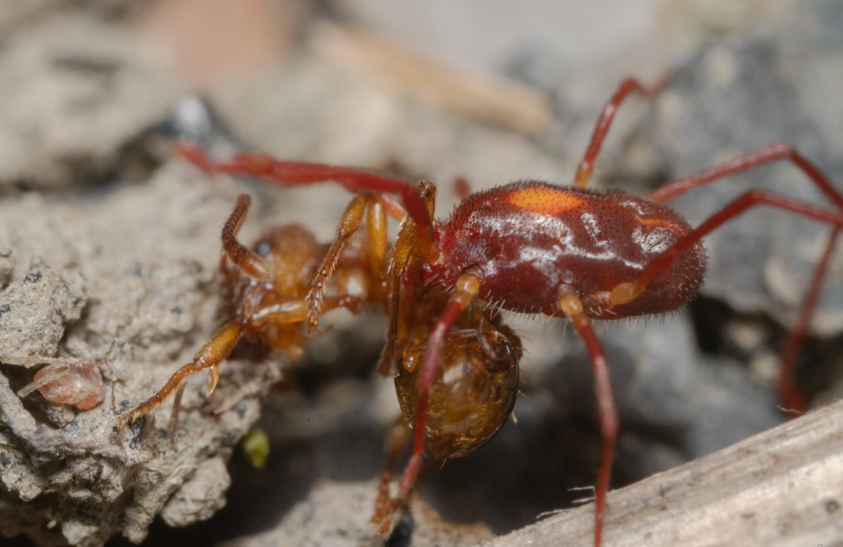 TimothyJonas's tweet photo. In a battle between ant and mite, mite came out on top here. A couple of older shots for #MiteMonday but I never worked out what the mite was... Any thoughts? https://t.co/E4x0j6bSh3