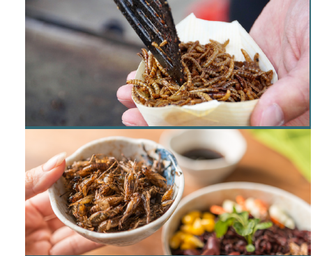 ILVOvlaanderen's tweet photo. #Insecten eten, zijn we er klaar voor? Is de sector er klaar voor? Is de consument er klaar voor?
Welkom op Bugs to the Future.
Noteer 15/05 (zondag) - Plantentuin Meise - en kom je laten informeren en inspireren! #valusect
https://t.co/WBxpmprq3p https://t.co/ceKQW1NMpy