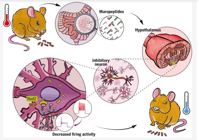 SEMiPYP's tweet photo. Bacterial sensing via neuronal Nod2 regulates appetite and body temperature by ILANA GABANYI et al. ⤵️ https://t.co/IbO372KJk6 Via @ScienceMagazine #microbiota #NoD2 #brainfunctions #metabolism https://t.co/zrbzmWg30U
