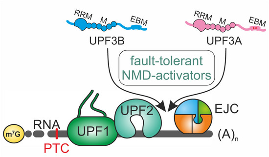 Human UPF3A and UPF3B enable fault-tolerant activation of nonsense-mediated mRNA decay
@VolkerBoehmUoC <a href="/GehringLab/">Gehring Lab</a> et al
embopress.org/doi/10.15252/e…