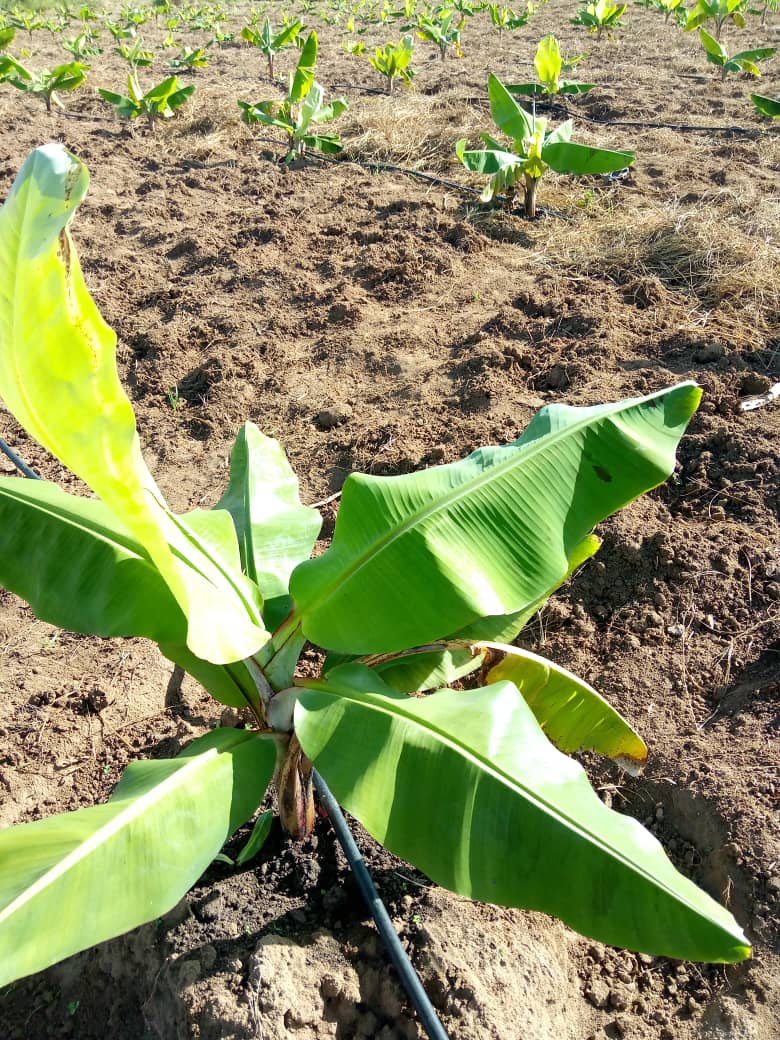 Israel in Kenya (@israelinkenya) on Twitter photo A success story from Malawi by <a href="/MASHAVisrael/">MASHAV Israel🎗️</a> Alumni - <a href="/ChifuniroKanda2/">Chifuniro Kandaya</a> . He now has a flourishing model farm with 1600 bananas🍌, 232 oranges🍊 and red cabbages🥬. He also shares knowledge with the community in organic fertilizer production, irrigation & use of hybrid seeds 🇮🇱🇲🇼 A success story from Malawi by <a href="/MASHAVisrael/">MASHAV Israel🎗️</a> Alumni - <a href="/ChifuniroKanda2/">Chifuniro Kandaya</a> . He now has a flourishing model farm with 1600 bananas🍌, 232 oranges🍊 and red cabbages🥬. He also shares knowledge with the community in organic fertilizer production, irrigation & use of hybrid seeds 🇮🇱🇲🇼
