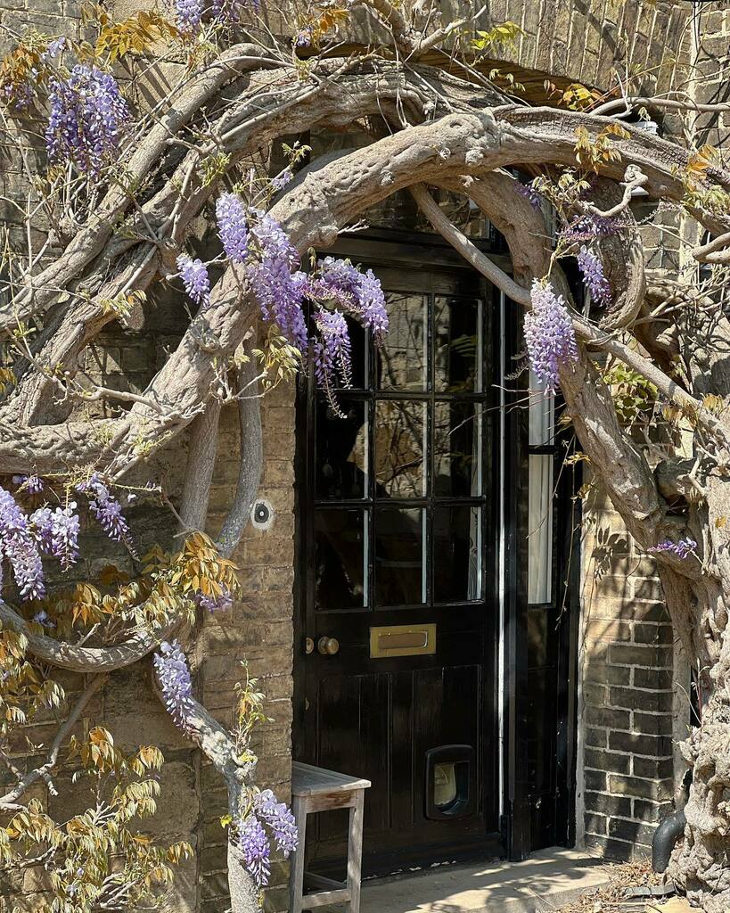 JSMgardendesign's tweet photo. 250 year old wisteria - apparently still recovering after a major prune last year
.
.
#wisteria 
#wisteriahysteria 
#wisteriaflowers 
#springflowers 
#purpleflowers 
#climber 
#climbingplants 
#climbingplant 
#ancienttrees 
#ancient 
#historical 
#histor… https://t.co/fsSMAgdAUm https://t.co/Ig10VT45sU