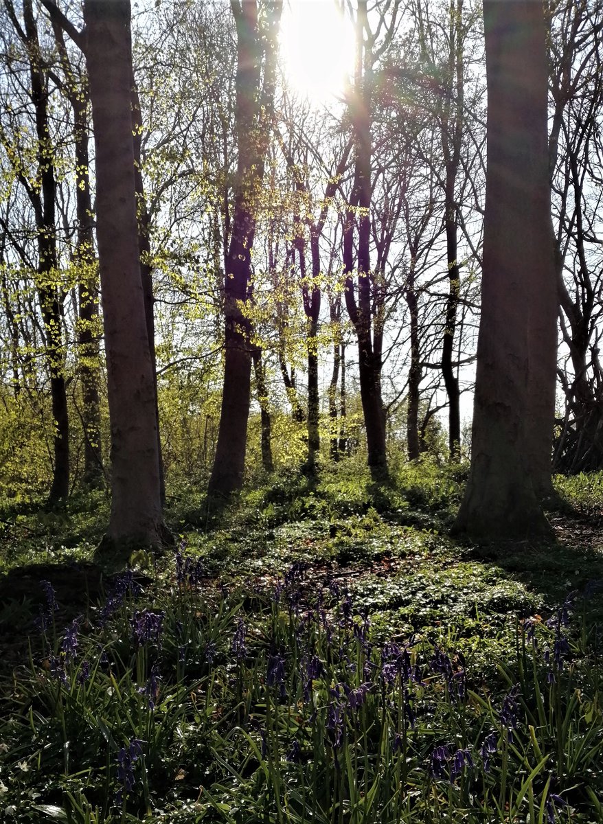 hullsaddler's tweet photo. Bluebell wood twenty minutes away from me.

#raywell #bluebells #wildflowerhour https://t.co/8nosWAXznN