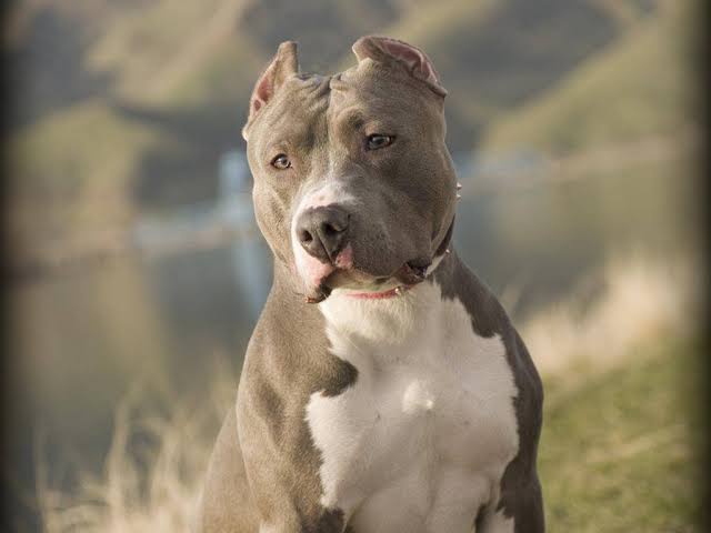holy_pitbull's tweet photo. ❤️❤️ https://t.co/6KfhF1cZqN