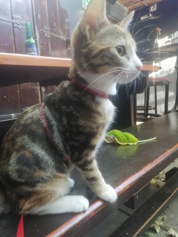kat_kult's tweet photo. Luna goes to Perseverance Pub for the first time. It's the oldest pub in South Africa #catsofcapetown #CatsOfTwitter #forkatsake https://t.co/OgwswMcHdD