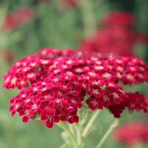 BluebellCottGdn's tweet photo. It's Achillea time @BluebellCottGdn with over 9 different varieties and most by mail order! Yippee!!
Enjoy just a selection below then head over to our online shop!
Pollinaters will love you for it.
#MondayMorning #pollinators
#tradeprices
https://t.co/he3ms3KoXN https://t.co/uAYCpcOUll