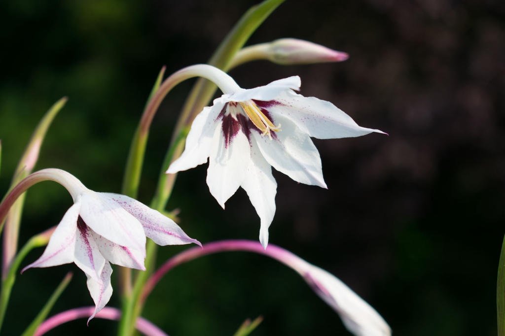 Time to get your summer flowering bulbs in the ground ready for a great display later this summer.

See our website for 50% off ALL bulbs and plants

This is Acidanthera Murielae, a form of gladioli that loves the sun and makes a great cut flower. Fantastic value for money.