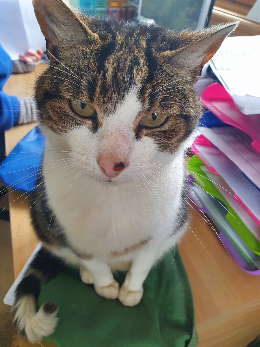 ShropsCatRescue's tweet photo. It's #MondayMorning and Pongo is back in the office helping the admin volunteers. He is looking after the banking ready to paw it over to the volunteer to take to the bank. #CatsOfTwitter #CatsOnTwitter #Cathelpers #charity #Shelterlife https://t.co/Gfy2W9gPgf