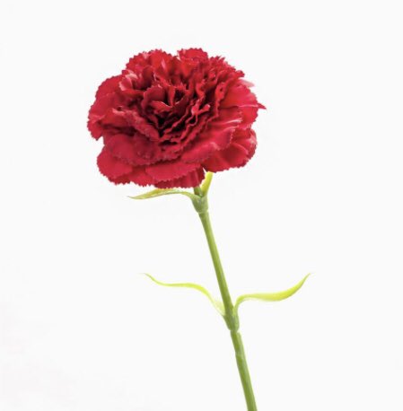 April 25th, Portugal's freedom day turns 48 today
#NeverGiveUp