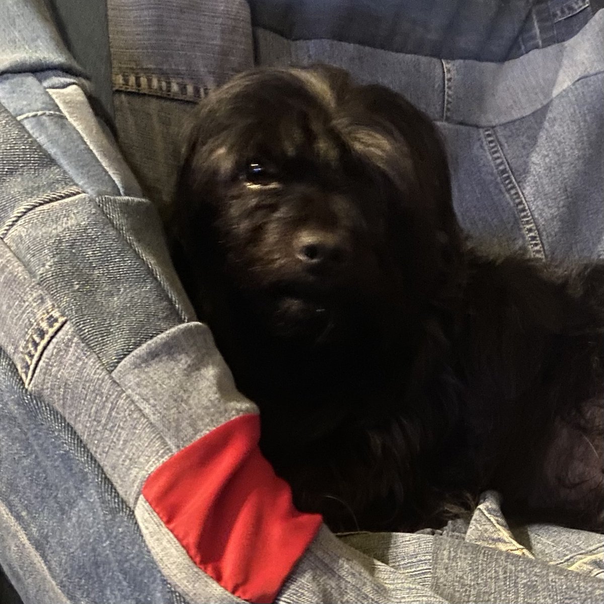 fabstylistikaNL's tweet photo. ♻️ denim dog beds #patchworkdenim voor Meneer Nelson #dogbedtesting #madeinamsterdam https://t.co/N9p7hF42b0