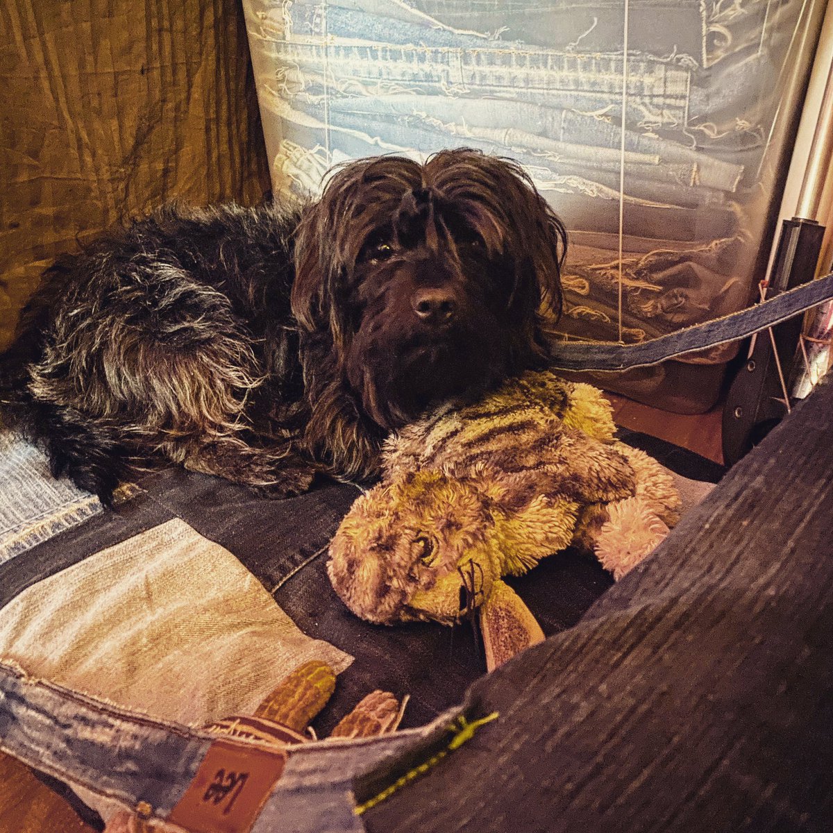 fabstylistikaNL's tweet photo. ♻️ denim dog beds #patchworkdenim voor Meneer Nelson #dogbedtesting #madeinamsterdam https://t.co/N9p7hF42b0