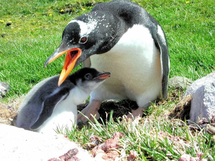 2OceansAquarium's tweet photo. 23/28 - Kerguelen/eastern #gentoos (Pygoscelis taeniata) are small gentoo #penguins are now being more commonly regarded as a distinct species. Their range includes Marion Island - so these might actually be #SouthAfrican gentoos! 🇿🇦 https://t.co/BmWgW6OZBn