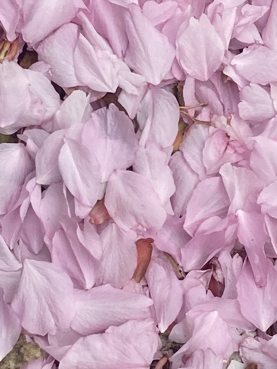 Puddle_Pirates_'s tweet photo. #spring #cherryblossom https://t.co/Ras3tQSj3s