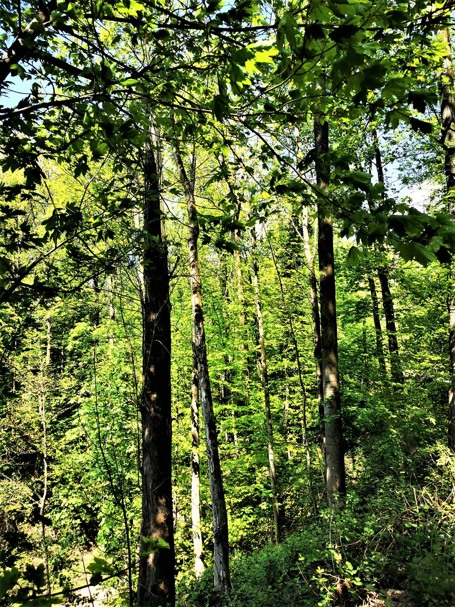 Greenisamissio1's tweet photo. Trees: we eat their fruit, they provide us with shade and they are nature's power plants, from the gas carbon dioxide that we exhale, they make the oxygen that we breathe. But above all, trees are beautiful and worth protecting - and the older they get, the more valuable they are https://t.co/3GiCLw1mnG