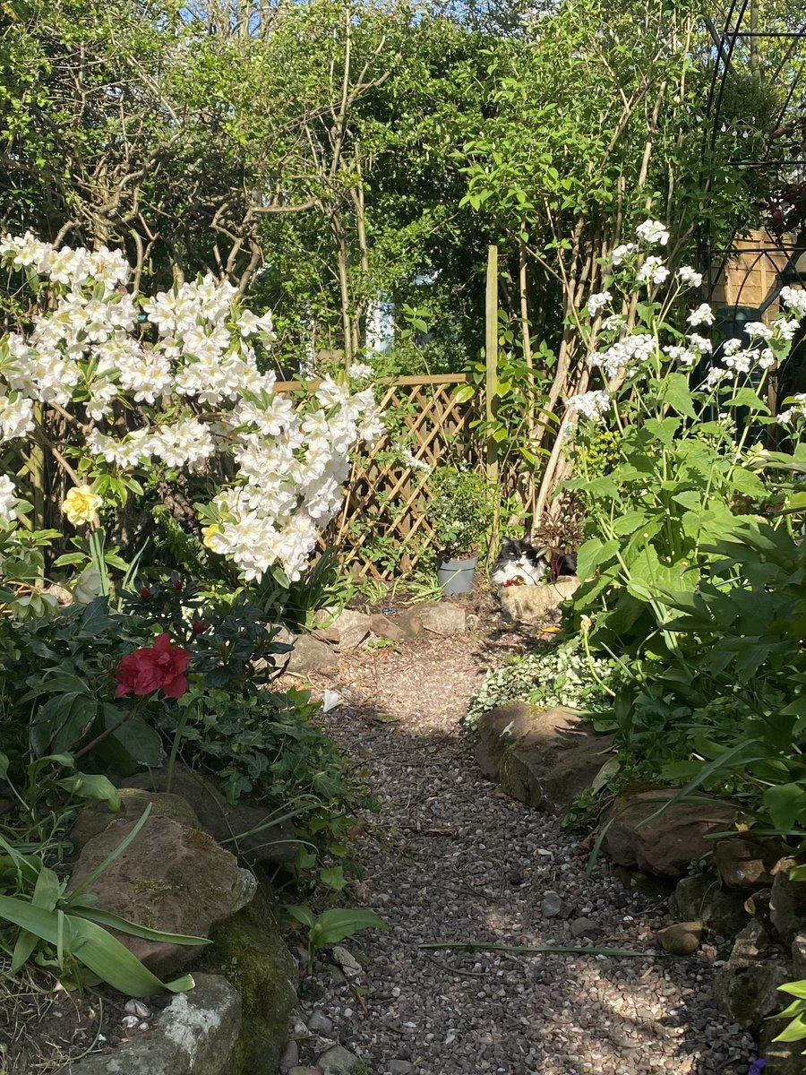 MollyMoggy26's tweet photo. I am using the sun to help me rise for #kittyloafmonday βοΈ π».
Not sure where is the warmest βοΈthough πΈπΈ. Might need a bit more testing πΉπΉ. Enjoy your day everyone ππΎπΎπ #CatsOfTwitter #sunnypatch #baking #earlyrisers https://t.co/aDg5aXltSH