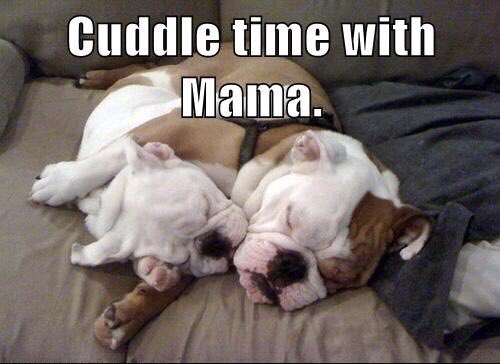 theGBbulldog's tweet photo. 🐶🇬🇧👉 Tag  #ShareABull for a chance to feature or a RT 🐾  #bulldog #bulldogsOfTwitter #englishbulldog #britishbulldog #bulldogpics #britishbulldogs #englishbulldogs #bulldogworld #bulldoglove   For more #bulldogs 👉 https://t.co/NtCFMuGVQY https://t.co/yMEpCVSTs1