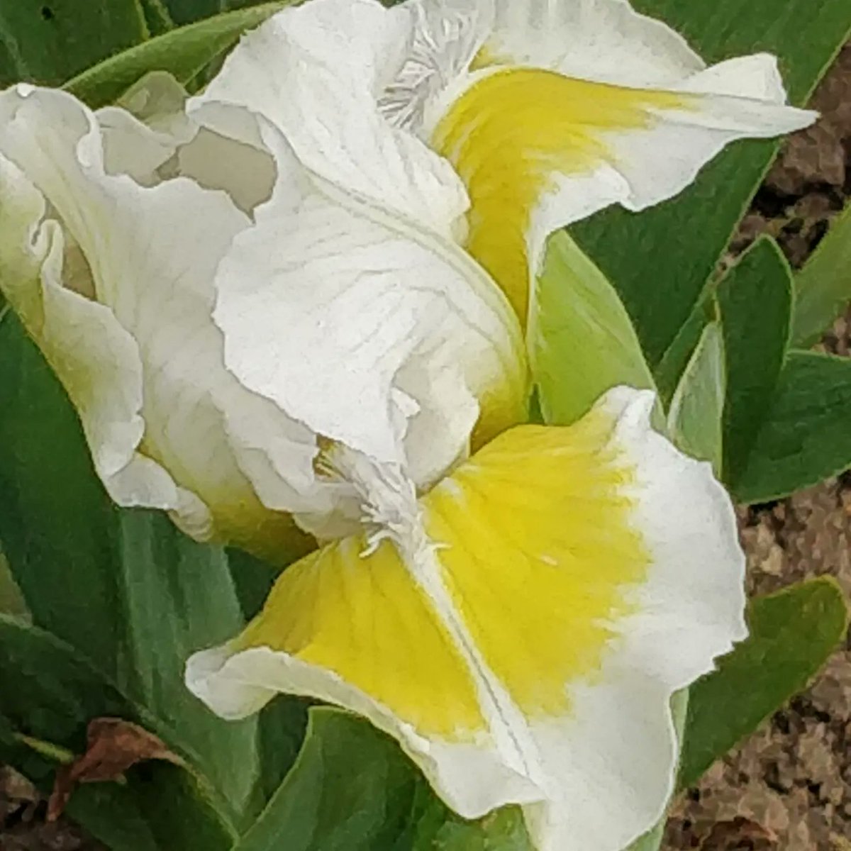 irississ's tweet photo. Short bearded iris 'Captive Sun' and 'Dash Away'. of borders or they can be grown in pots. They don't require as much sun as their big sisters, the tall bearded iris. #iris #loveiris #gardening #gardenplants #gardenflowers #shortbeardediris #springflowers #captivesun #dashaway https://t.co/iUt1pDTafM