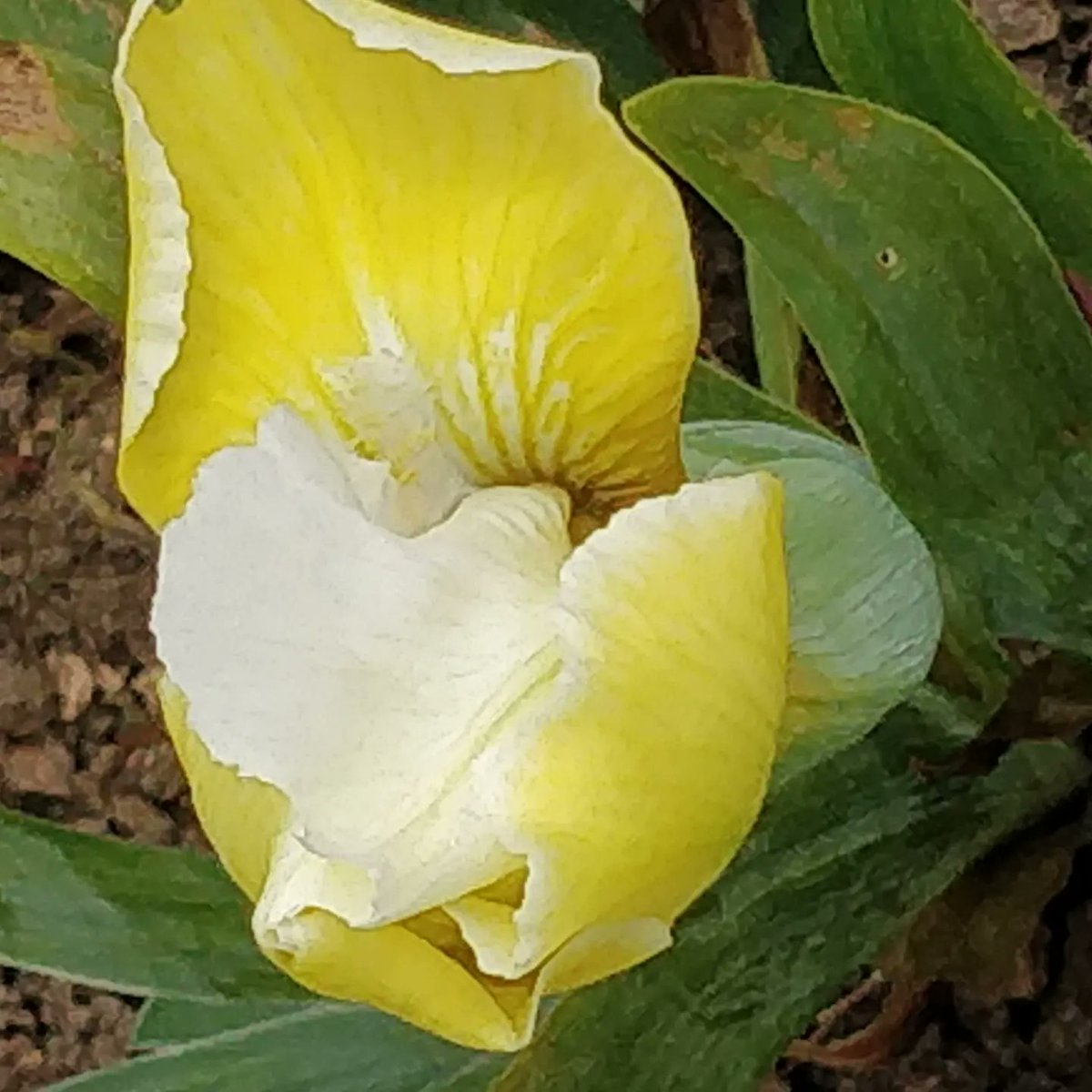 irississ's tweet photo. Short bearded iris 'Captive Sun' and 'Dash Away'. of borders or they can be grown in pots. They don't require as much sun as their big sisters, the tall bearded iris. #iris #loveiris #gardening #gardenplants #gardenflowers #shortbeardediris #springflowers #captivesun #dashaway https://t.co/iUt1pDTafM
